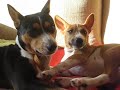 Basenji Chanel & Valentino Parte 7