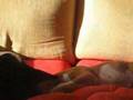 Basenji video