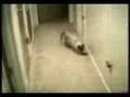 videos de Puras gatadas