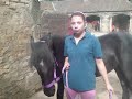 ok so me and my boys have moved yards and it is fab here! both me and ben n rocky absolutley love it here. ervy1 is sooo friendly, th boys have a 23 acher field 2 run about in! and lovely comfy stables. and we can use as much hay and straw as we want! so they are being totally spoilt, and thats how it shud b! lolhope u enjoy this vid.but please no mean comments!