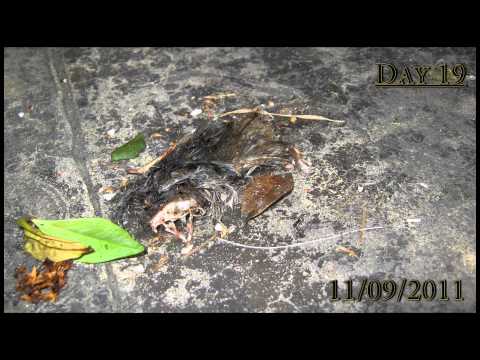 decompose - Free Royalty Free Music by DanoSongs.com Track 1 =