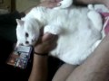YouTube ����|�b�v�A�b�v�Đ�