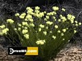 Western Australia Wild Flowers