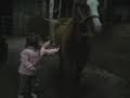 Izzi brushing Arthur with friend.3gp