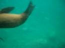 sea lions at play sea lions at play