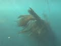 crittergitter lobster diving santa rosa island on the truth