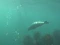 crittergitter lobster diving santa rosa island on the truth