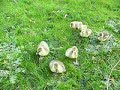 goslings, first day out