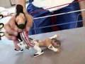 wwf-bret-hart-vs-sha