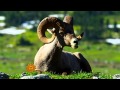 Montana's big horn sheep