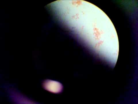 how to isolate spore forming bacteria from soil