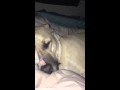 Video: Dog Snoring Like Daffy Duck