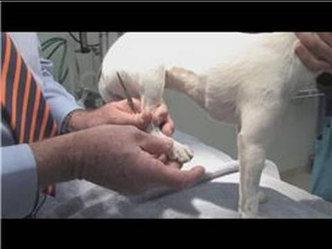 how to treat ticks on dogs