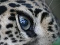 HELP CAPTIVE WILDLIFE IN FLORIDA!!!