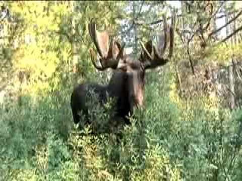 Teton Bull Moose