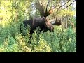 Teton Bull Moose