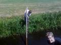 videos de lachende ezel