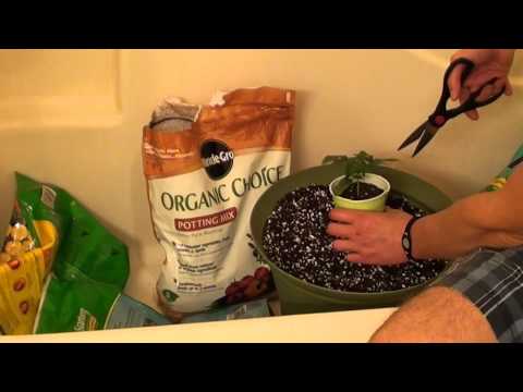 how to transplant autoflower