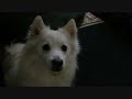 Click here to watch this video Princess the Pit with a raw bone