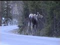 The first time we saw a moose!