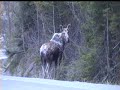 The first time we saw a moose!