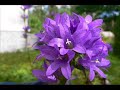 Our small flower garden in Finland