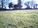 Chalford Walk Feb 2008 (Part 7)