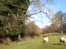 Chalford Walk Feb 2008 (Part 7)