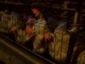 undercover video at a california egg farm
