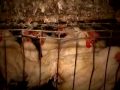 Undercover Video at a California Egg Farm Undercover Video at a California Egg Farm