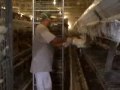 undercover video at a california egg farm