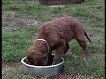 Click here to watch this video Faze rasta psića - Royal Canin