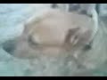 baba rocky hert�rl�