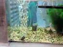 Nokia N82 video sample
