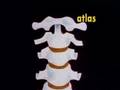 The Human Body: Skeletal System (2nd Ed., Rev.) (clip)