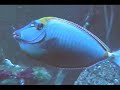 Blonde Naso Tang and Fire Clownfish Blonde Naso Tang and Fire Clownfish