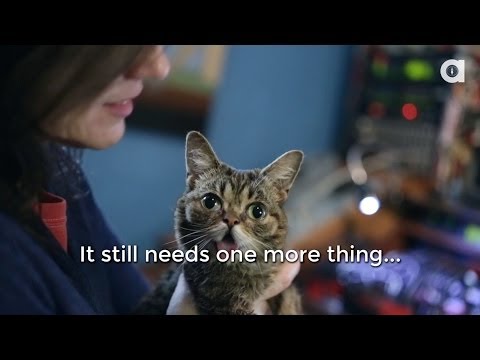 kelley - In Episode 4 of Lil BUB's Big SHOW, BUB grants a wish to her first caller, and her first caller is Kelley Deal of The Breeders. Naturally, Kelley wishes for ...