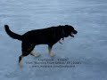 Dog Sliding On Ice Dog Sliding On Ice