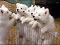 Puppy Mills