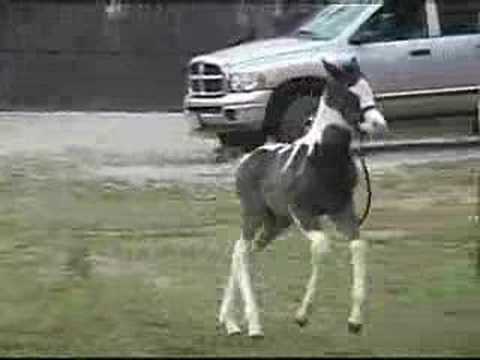 1 week old Pinto Paint Arabian Foal