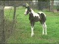 1 week old Pinto Paint Arabian Foal