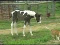 1 week old Pinto Paint Arabian Foal