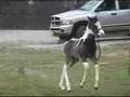 1 week old Pinto Paint Arabian Foal