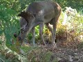 Deer Park Deer Park