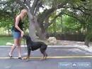 How to Train a Rottweiler : How to Train Your Rottweiler to Come When You Call How to Train a Rottweiler : How to Train Your Rottweiler to Come When You Call
