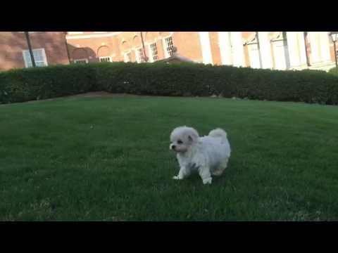 Sophie loves to play and follow me around everywhere I go