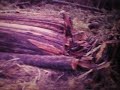 FMC TRACKED SKIDDER AT WORK (?) 1978