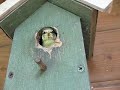 Blue tit/Pimpelmees