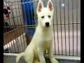 white husky