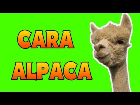 CARA ALPACA - Black Ops 2